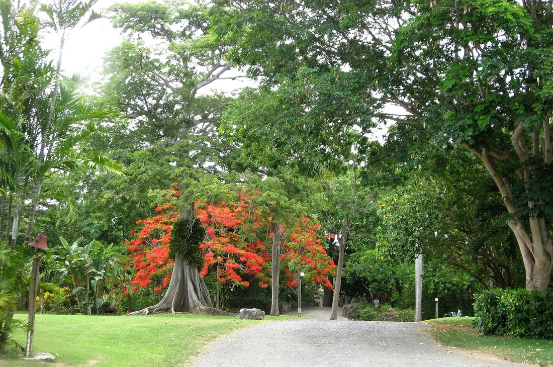 Garden paths under the canopy at St. George Village Botanical Garden, St. Croix