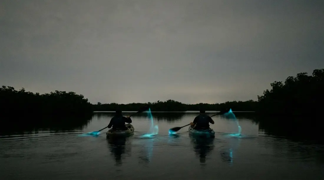Paddle strokes glowing blue-green in a bay at night