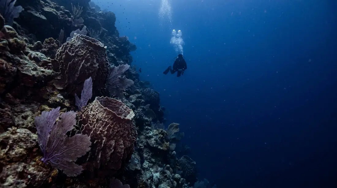 Sea fans and sponges on a steep coral wall