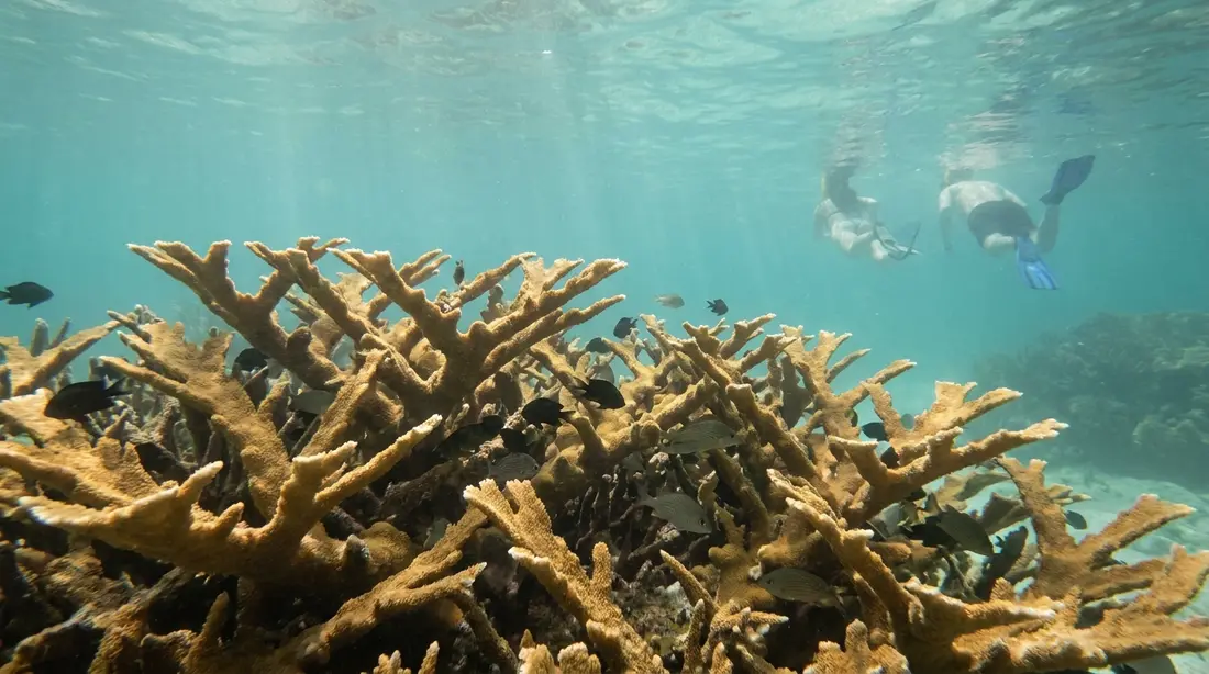 A dense elkhorn coral thicket in shallow water