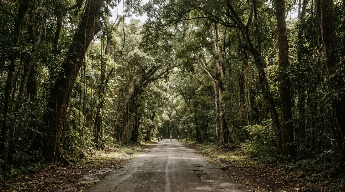 A rainforest canopy closing over a narrow road