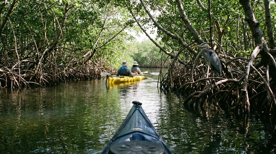 A kayak gliding through a still mangrove channel