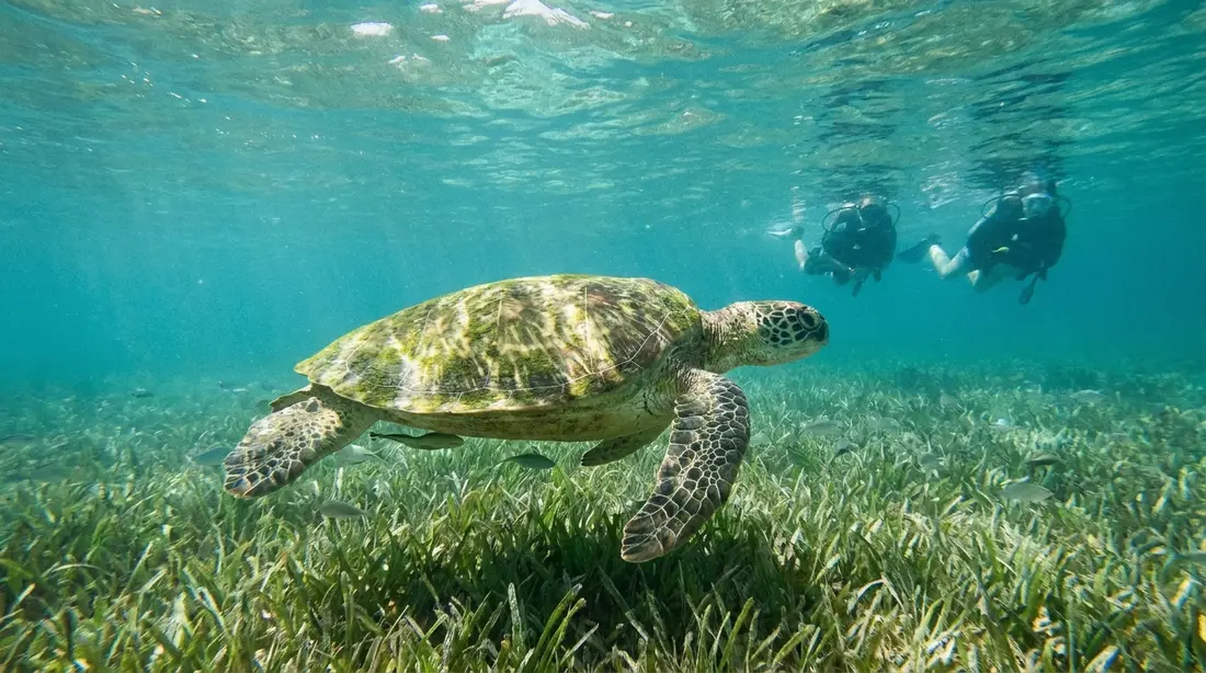 A green sea turtle gliding over seagrass