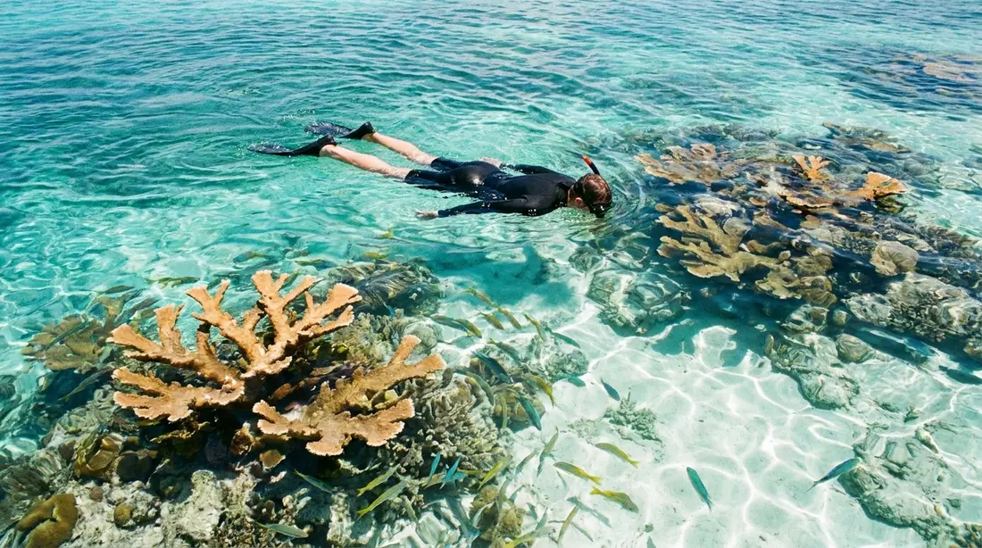 A snorkeler over a shallow elkhorn coral reef