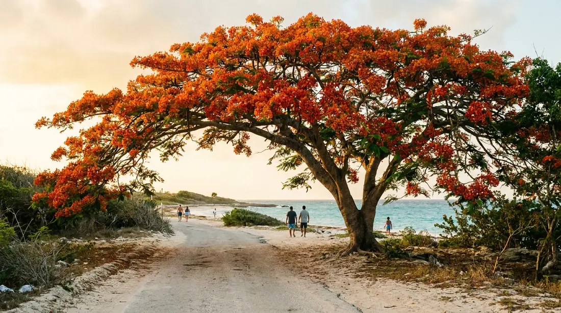 A flamboyant tree in orange bloom beside a beach road