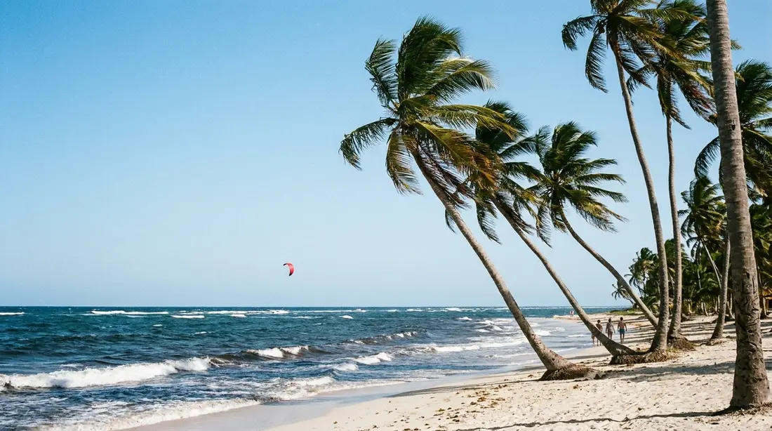 Palms bending in the trade wind over a whitecapped sea