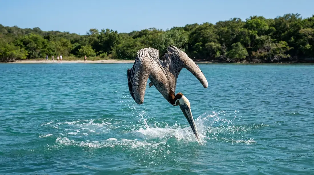 A brown pelican diving into a turquoise bay