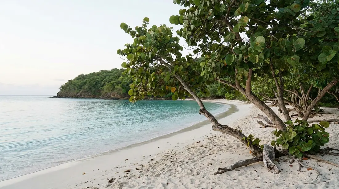 A secluded crescent of white sand under sea grape trees at sunrise