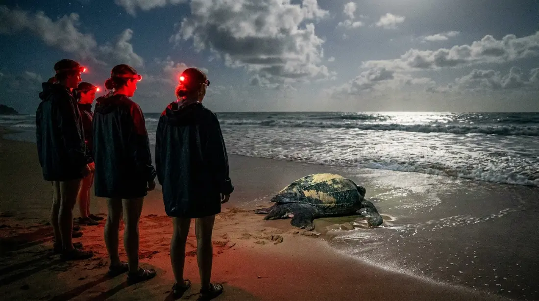 A guided night watch of a leatherback returning to the sea