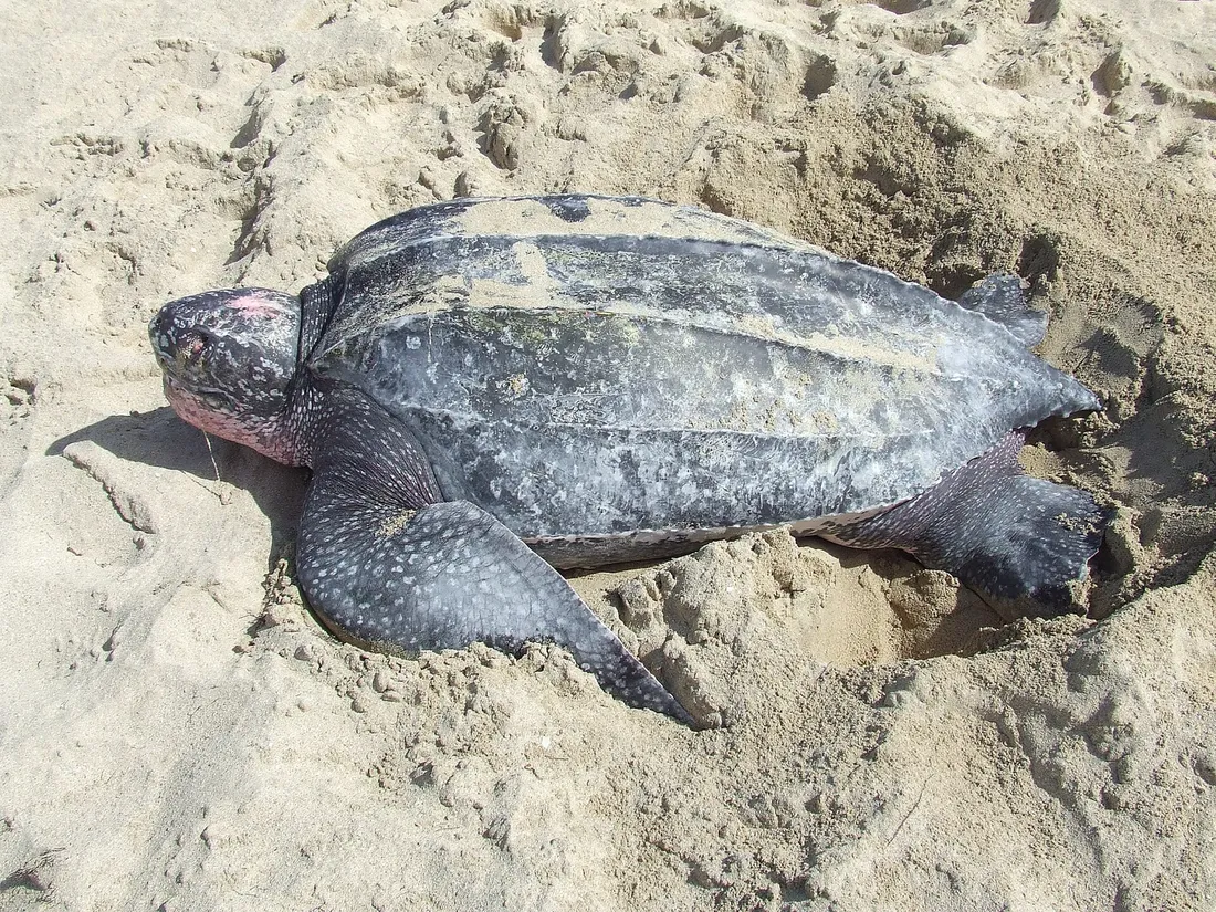 Leatherback sea turtle nesting at Sandy Point National Wildlife Refuge, St. Croix