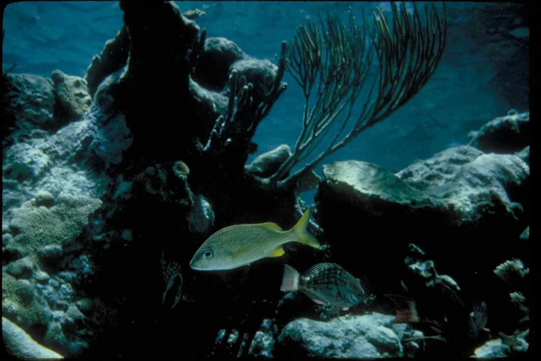 Fish and coral at Buck Island Reef National Monument